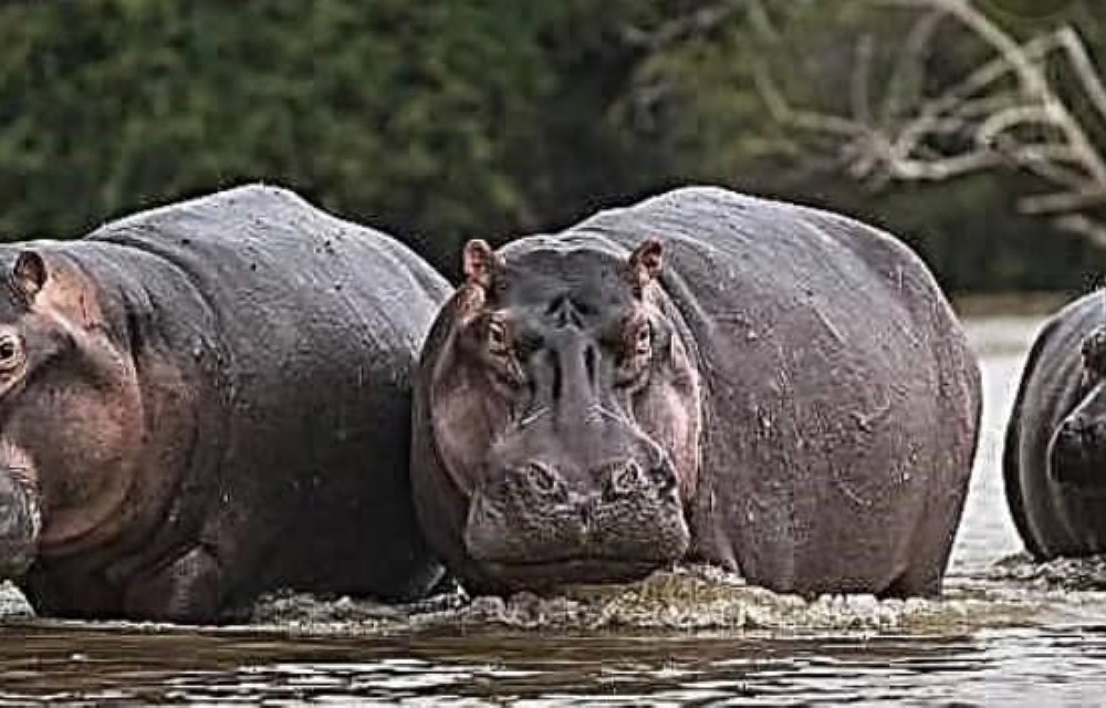 The Hippo Lake Nzingwa